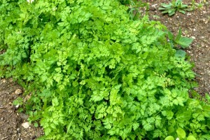 Le cerfeuil, une plante pour éliminer.