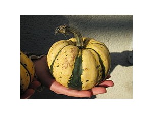 La courge, pour améliorer le confort des hommes 