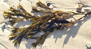 Le fucus vésiculeux comme coupe-faim naturel