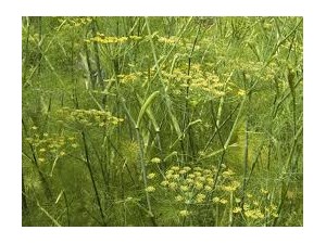Fenouil , une plante généreuse pour la santé