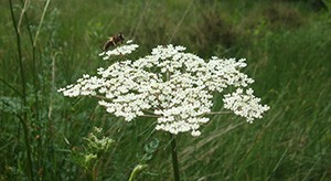 L'achillée millefeuille : une plante aux mille vertus