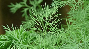 L'aneth : pour apaiser les inconforts digestifs