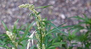 L'armoise : une plante aux nombreux bienfaits