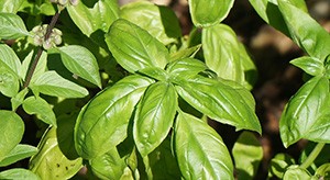 Les bienfaits du Basilic sur l'organisme