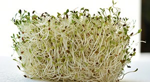 Retrouver force et vitalité grâce à l'alfalfa