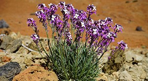 L'Erysimum, utile en cas d'enrouement de la voix 