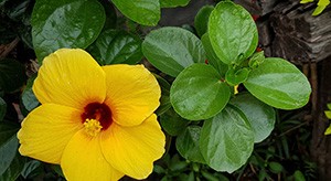 Hibiscus, la plante aux multiples vertus