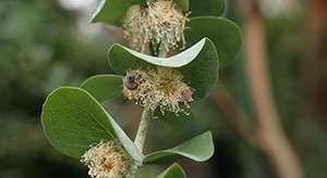 L'eucalyptus pour contrer les gênes respiratoires