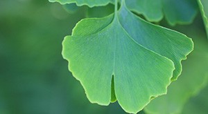 Le gingko biloba, un anticoagulant puissant