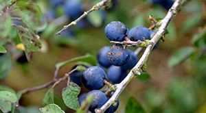Le prunellier, une plante d'ornement aux propriétés variées