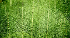 La prêle des champs, une plante riche en minéraux