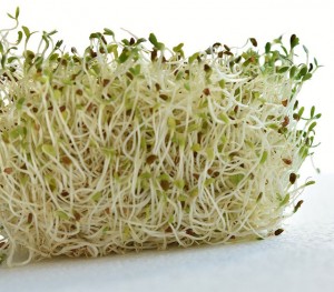 Pourquoi utiliser l'Alfalfa ? 
