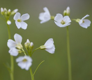 Pourquoi consommer l'Aspérule odorante ? 