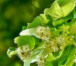 Pourquoi utiliser l'Aubier de tilleul blanc ?