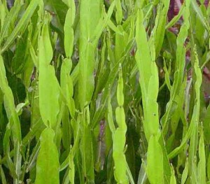 Pourquoi utiliser le Baccharis trimera ? 