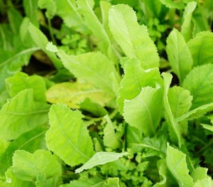 Pourquoi consommer la Balsamite ? 