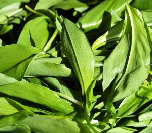 Ail des ours : le meilleur allié du cœur