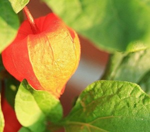 Alkékenge : une plante aux vertus purifiantes